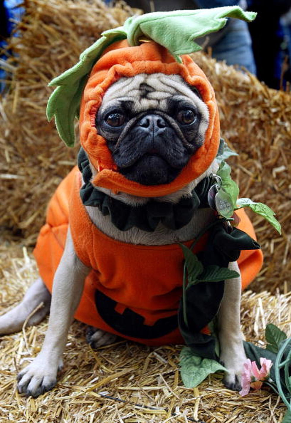 What Costume Are You Dressing Your Pet In This Halloween?