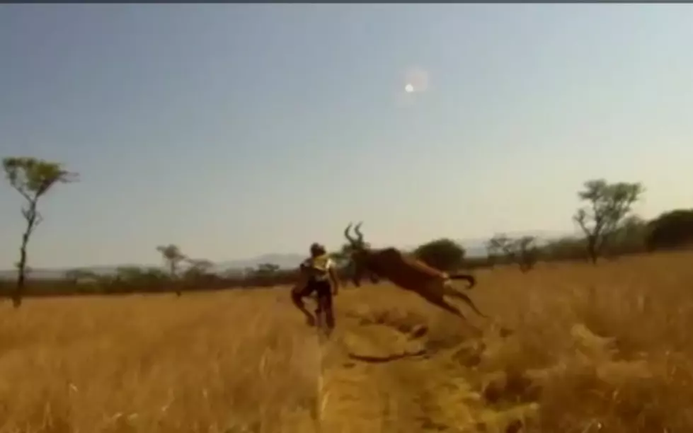 Mountain Biker Gets Taken Out By Antelope Buck On Camera