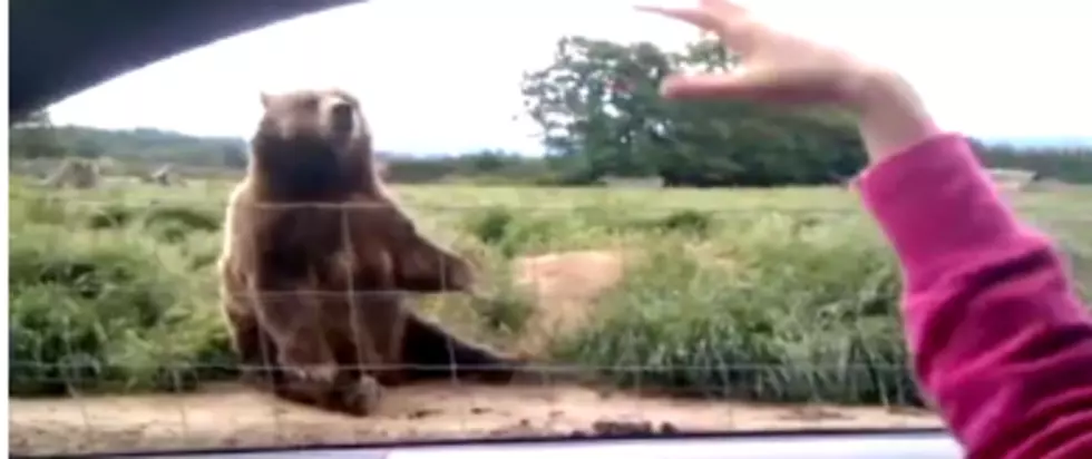 A Waving Bear Sweeps the Internet [VIDEO]