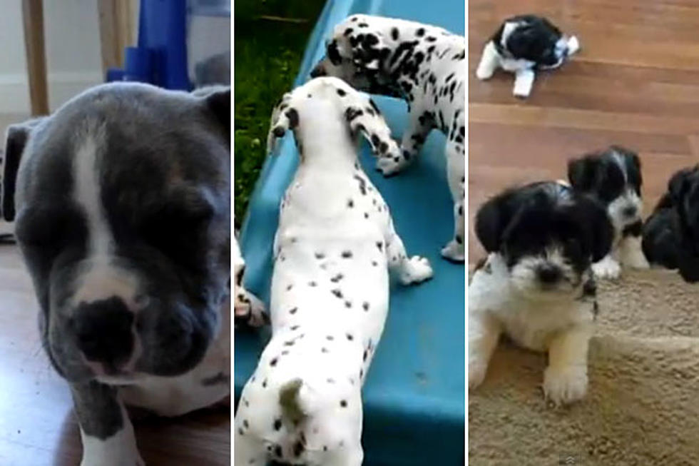 10 Unbelievably Cute Puppy Videos for National Puppy Day