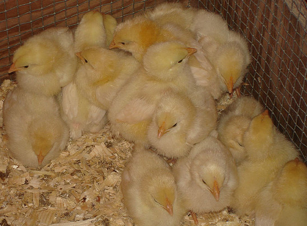 The Amarillo Humane Society Is Discouraging The Purchase Of Easter Chicks, Ducks, And Bunnies