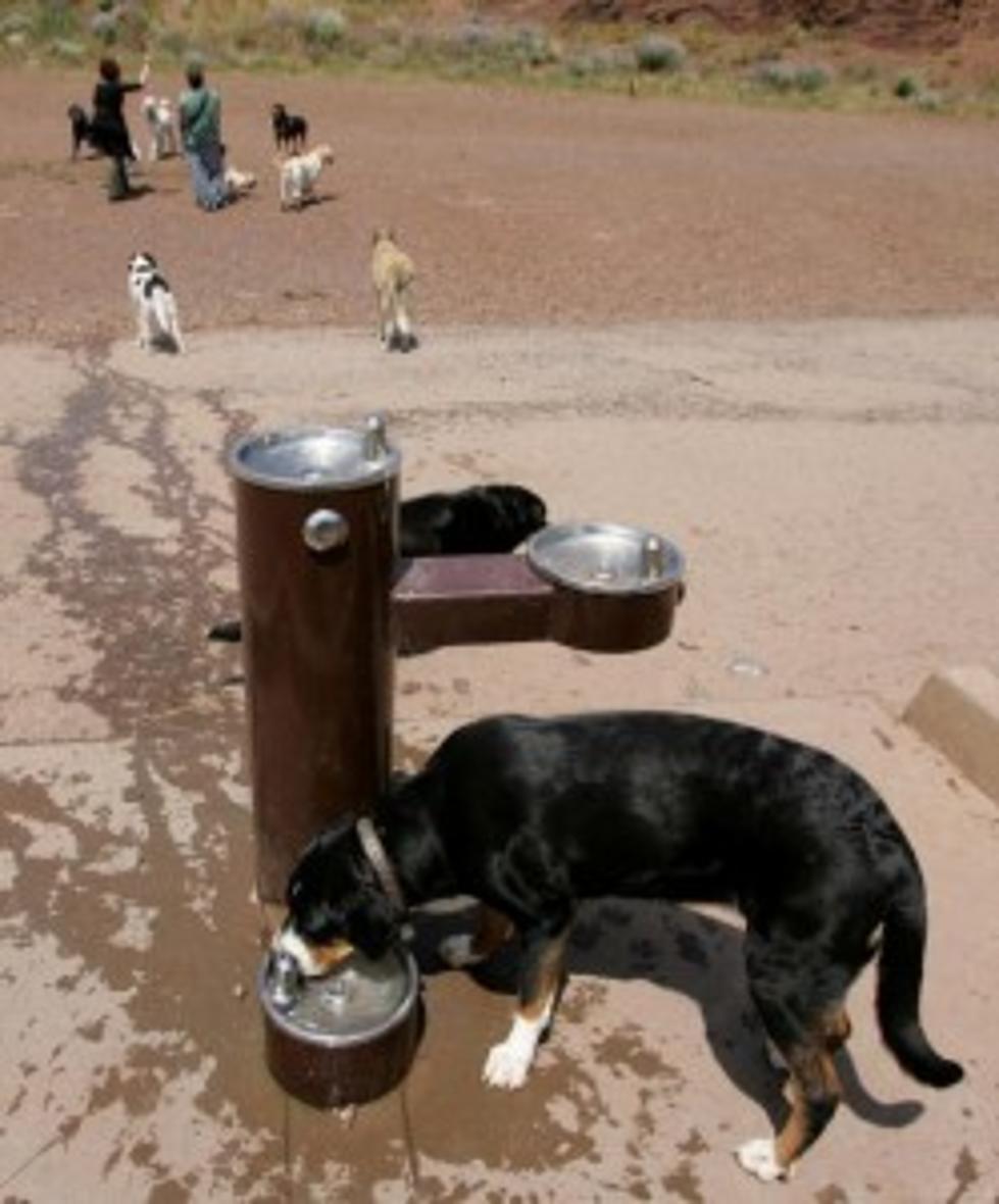 Great Tips To Keep Your Dog Cool On These Extremely Hot Days