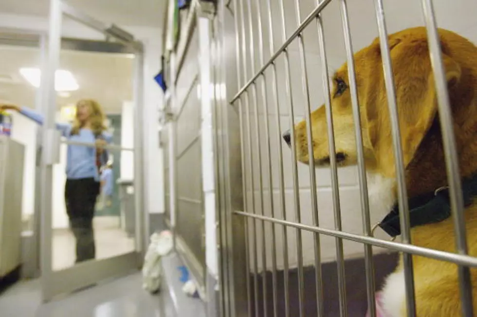 Amarillo Animal Shelter Waiving Reclaiming Fees Through Wednesday