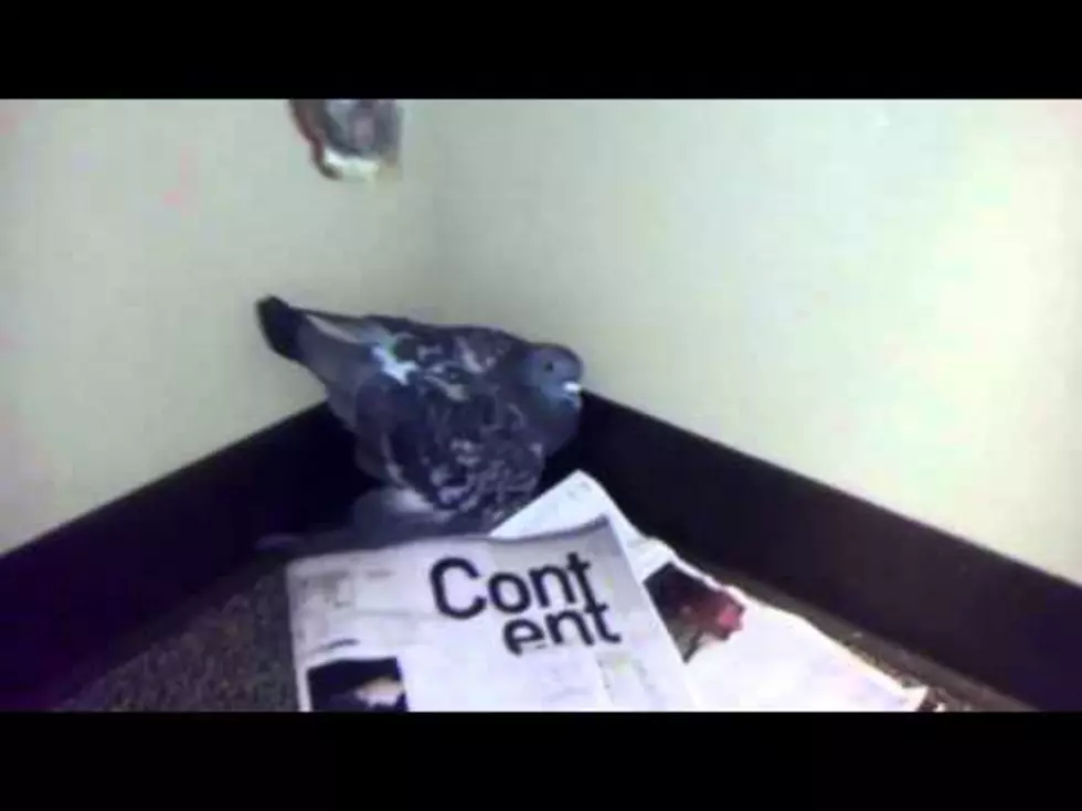 Dallas Chambers – The Bird Resuer [VIDEO]