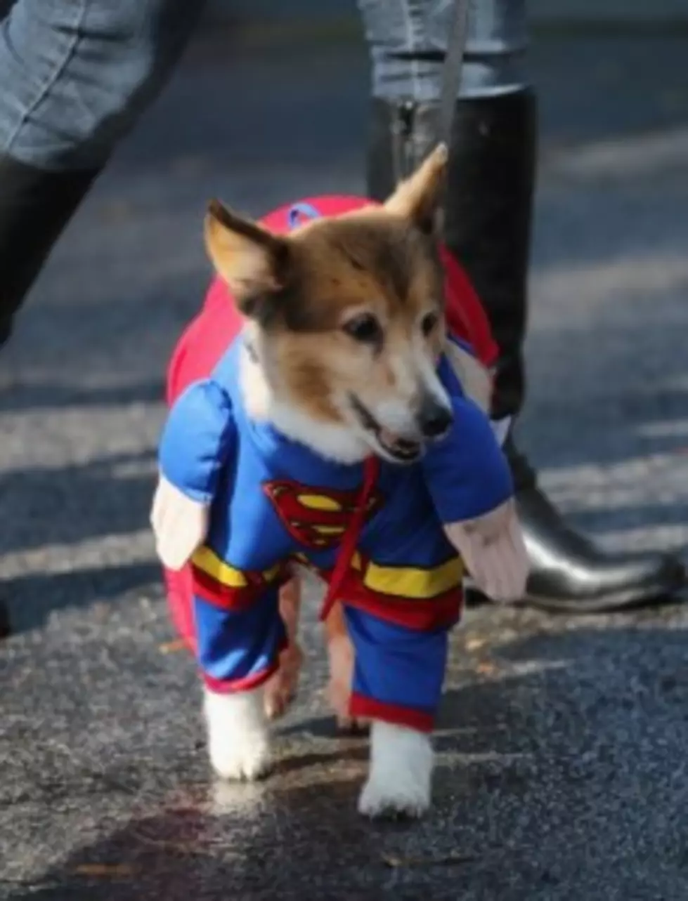 Do You Dress Up Your Dog For Halloween?