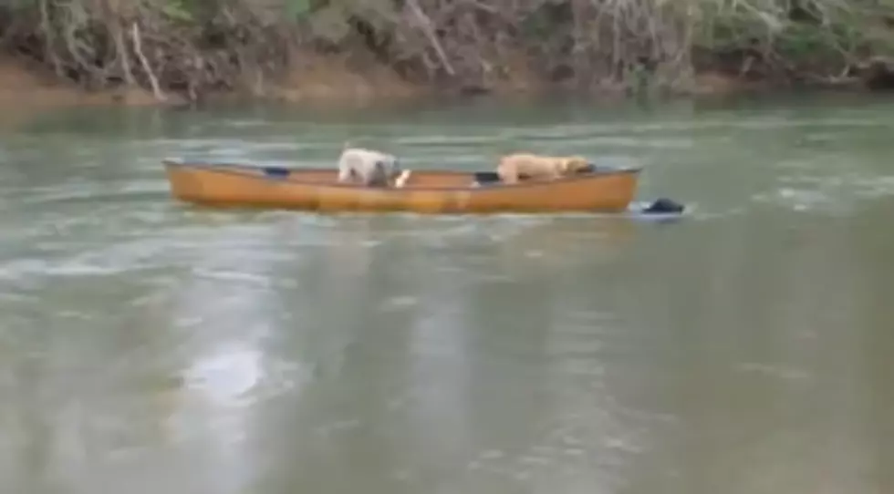 Dog Jumps In River To Save Friends In A Boat &#8211; [VIDEO]