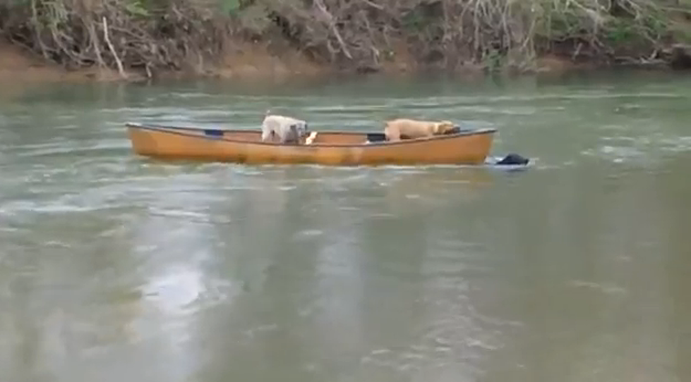 Dog Jumps In River To Save Friends In A Boat – [VIDEO]