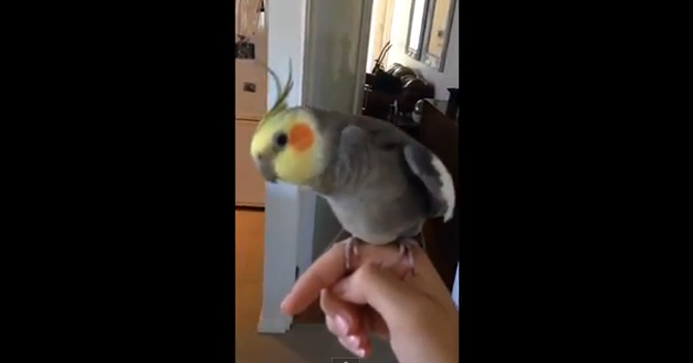 Talented Bird Chirps Some Awesome Dubstep Beats – [VIDEO]