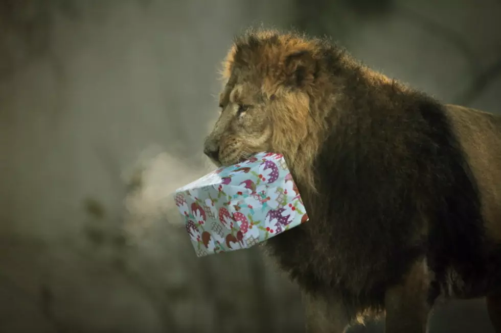 Amarillo Zoo Celebrates Christmas With the Zoo Lights Safari