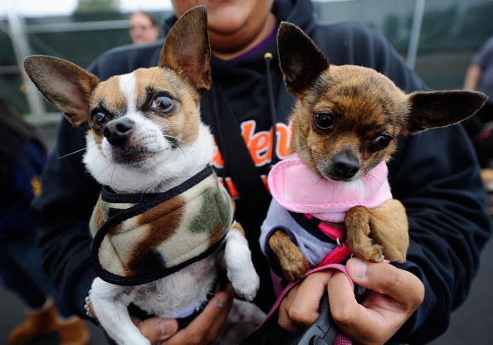 The Hacker Morning Show&#8217;s 3rd Annual &#8220;Running Of The Chihuahua&#8221; Dog Race