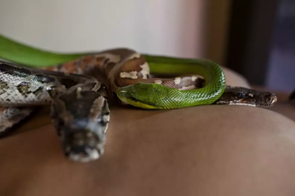 Texas Woman Finds 12-Foot Snake In Bathroom