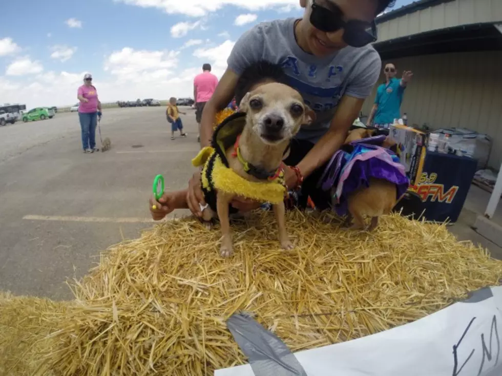 Fastest Chihuahuas In The Panhandle Named at Kiss FM&#8217;s Running of the Chihuahuas! [VIDEO]