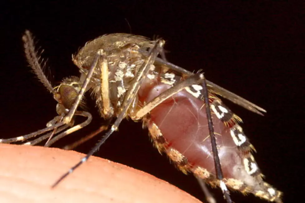 The Zika Virus Is Confirmed To Be In Amarillo