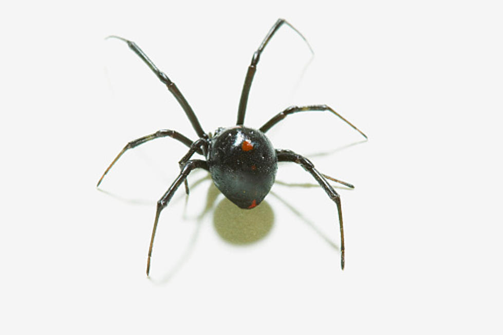 Keep Spiders Out of Your Home