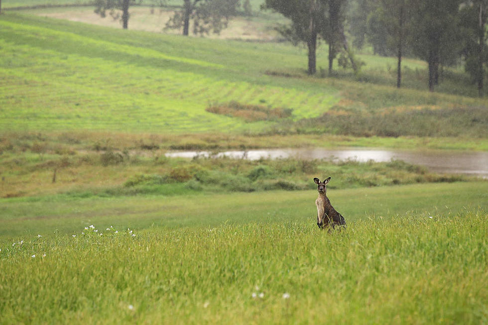 Dog Held For Ransom & a Stolen Kangaroo, Has Amarillo Become a Zoo?