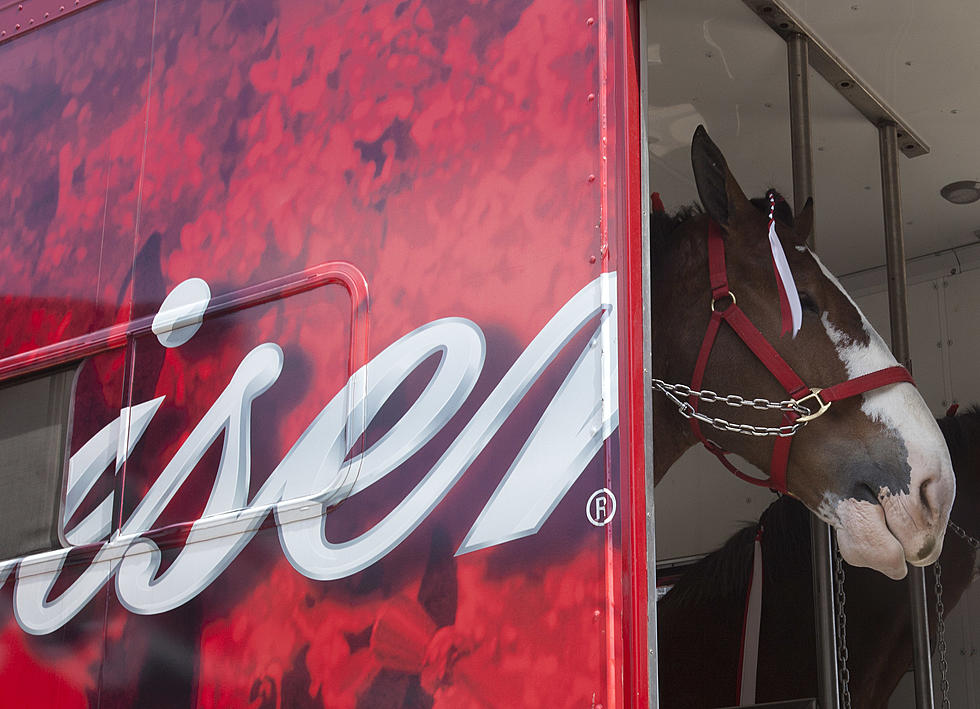 A Majestic Site To Be Seen! The Budweiser Clydesdales Are In Amarillo.