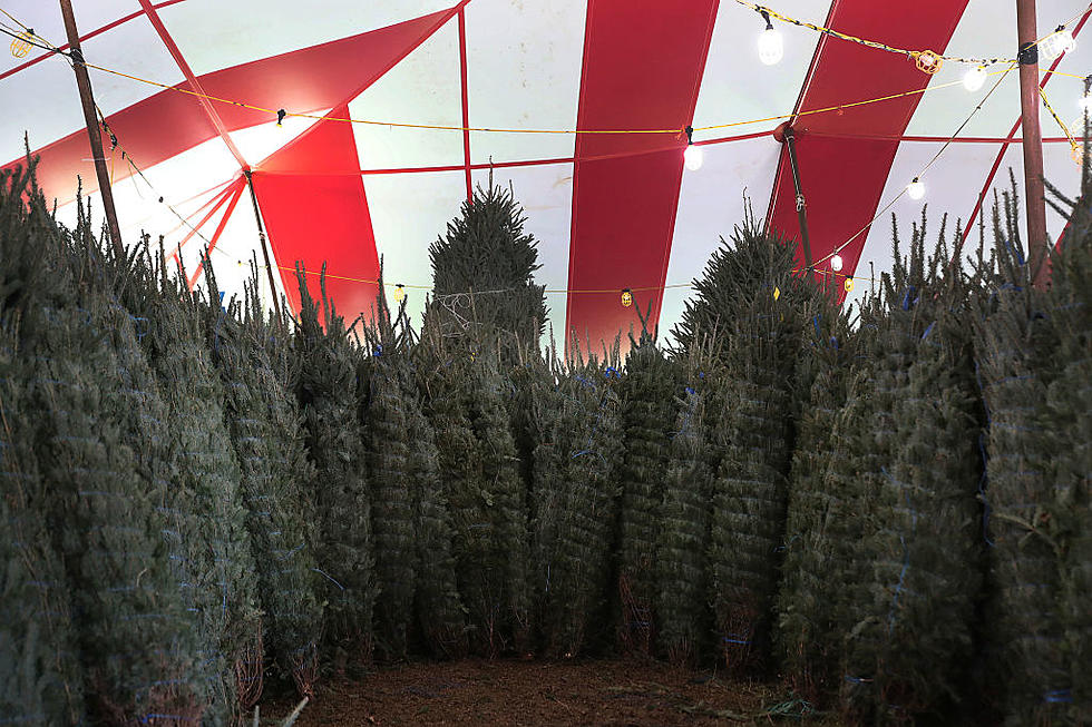 Real Christmas Trees Seem Hard To Find In Amarillo