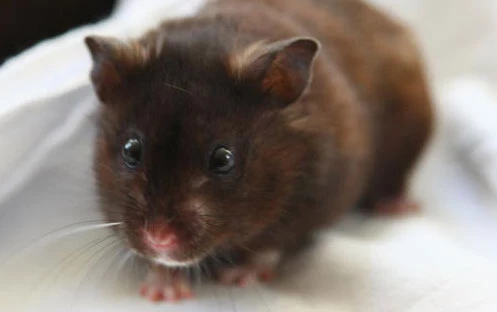 Hamster fur sales