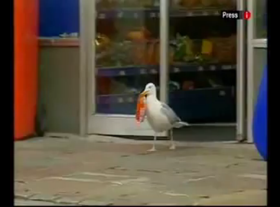 3 Things Seagulls Will Steal From You And 2 Are Edible [VIDEOS]