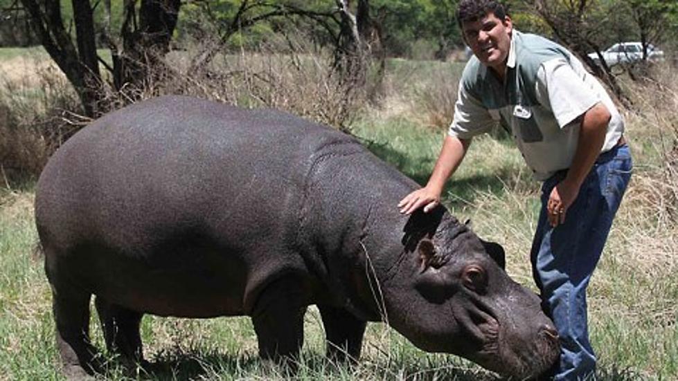Pet Hippo Kills It’s Owner