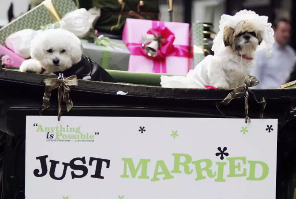 Would You Throw Your Dog A Wedding?