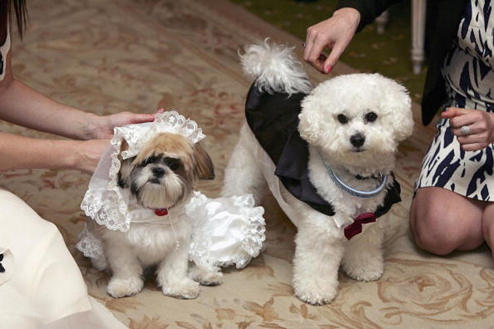 Would You Throw Your Dog A Wedding?