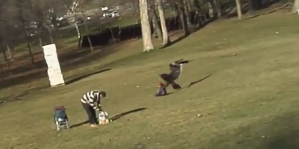 Eagle Snatches Kid – Real or Fake? [VIDEO] [POLL]