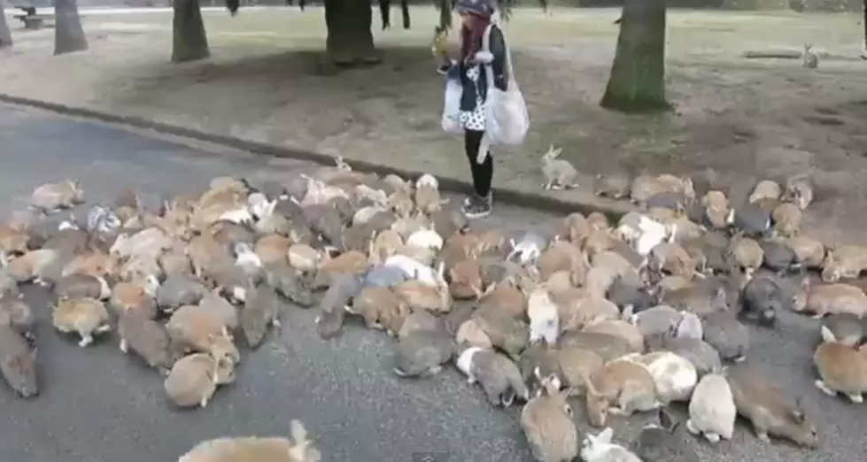 You Could Get Attacked By Hundreds Of Cute, Fluffly Rabbits In Japan On Rabbit Island [VIDEO]