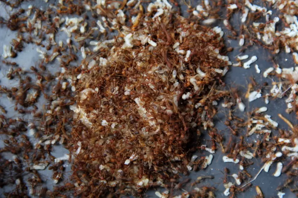 Pouring Molten Aluminum Into An Ant Colony Makes Beautiful Art [VIDEO]