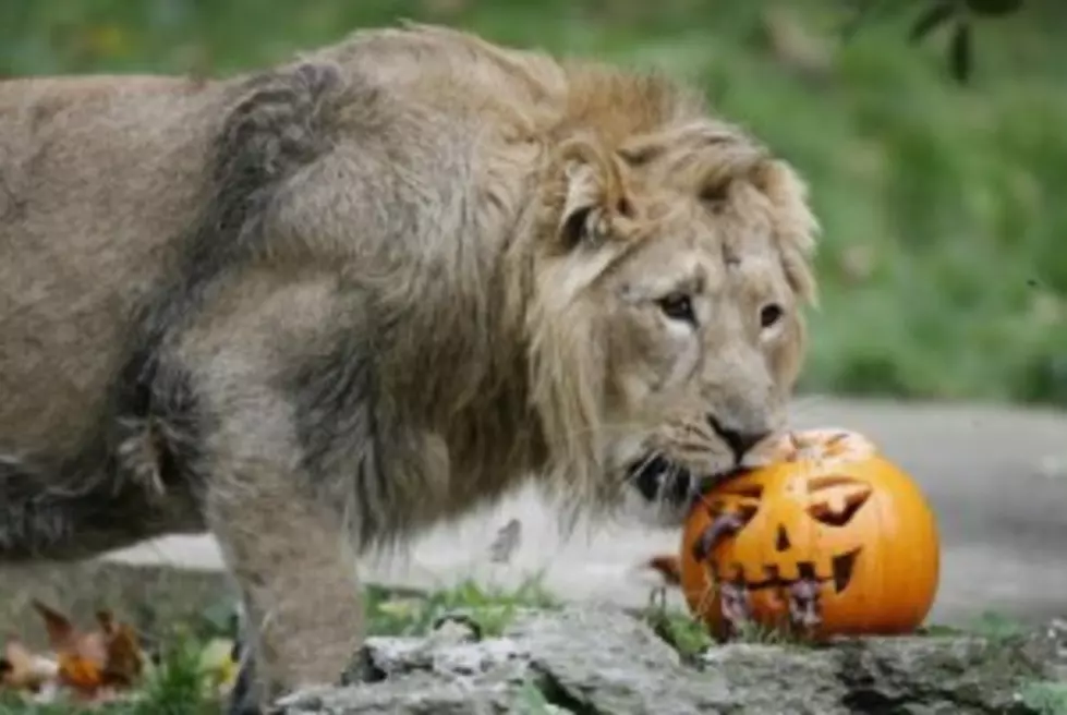 Amarillo Zoo Hosts Boo At The Zoo