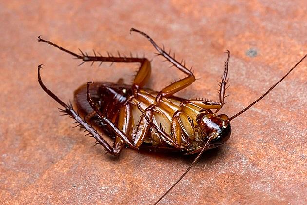 You Can Now Name A Cockroach For Your Valentine