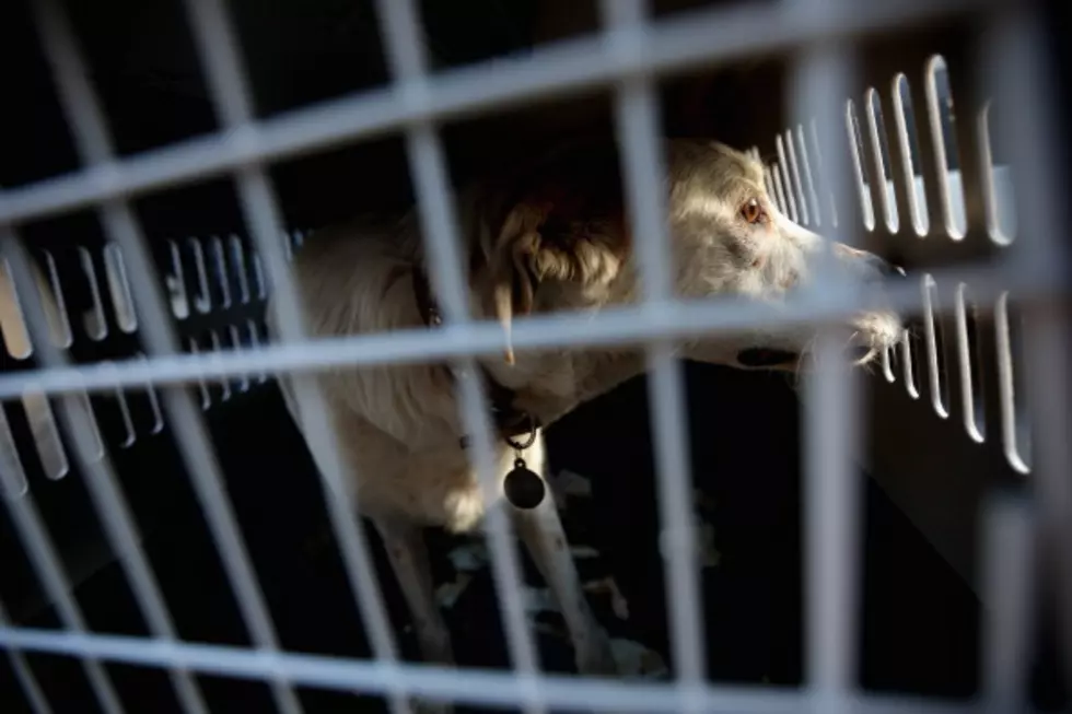 Amarillo Animal Shelter Is Speeding Up Euthanasia Process