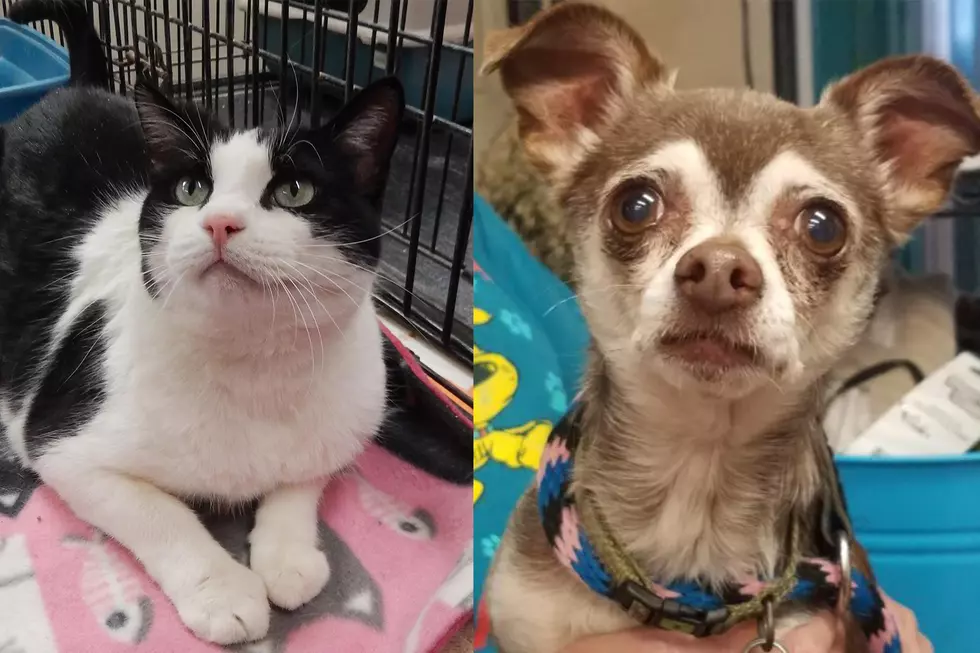 6 Amarillo Senior Pets Who Need A Home for the Holidays