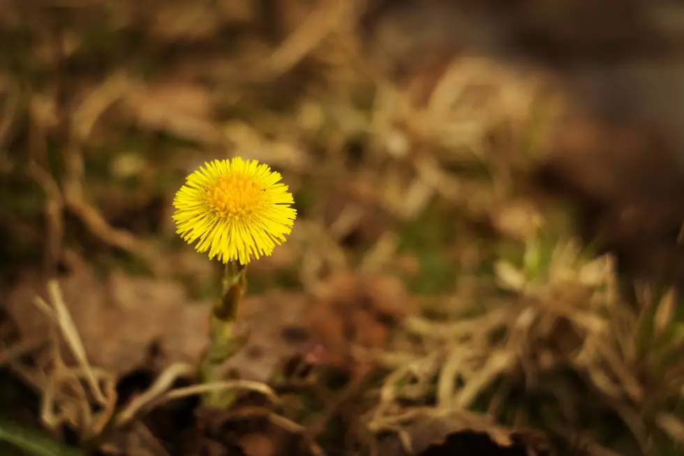 Spring Solstice Arrives in Amarillo on Wednesday March 20th