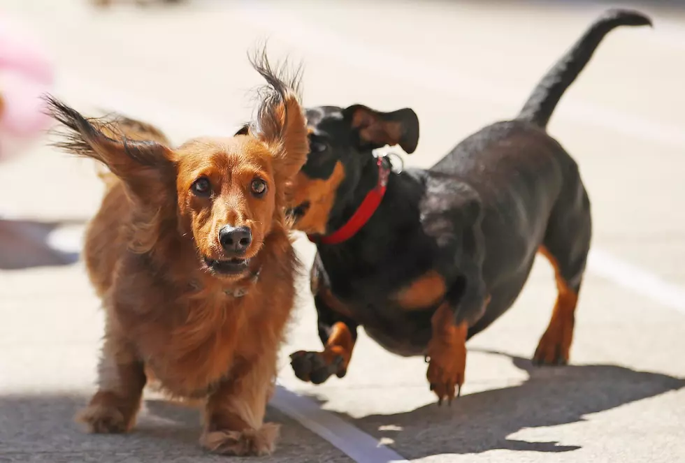 Wieners Wobble At Long Wooden Spoon For Oktoberfest