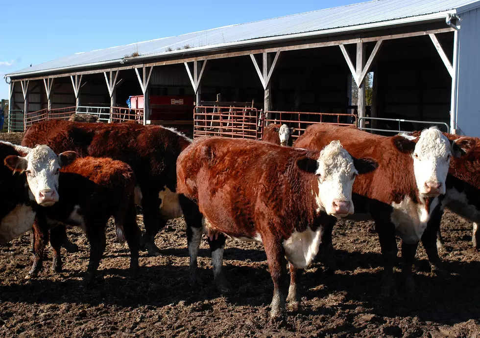 Major Cattle Theft Investigation In Perryton Offers Large Reward