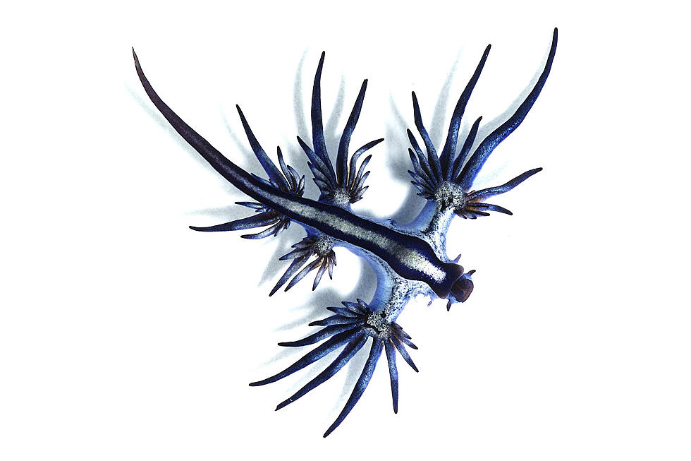 Rare Blue Dragons Are Washing Up On Texas Shores