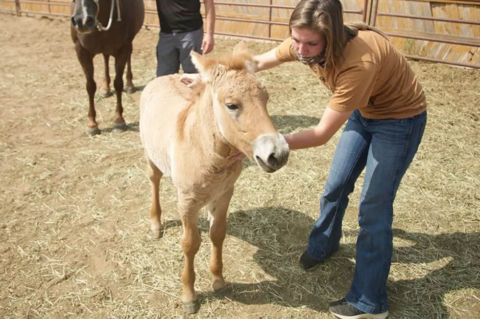 Endangered Horse Species Given New Life In Canyon