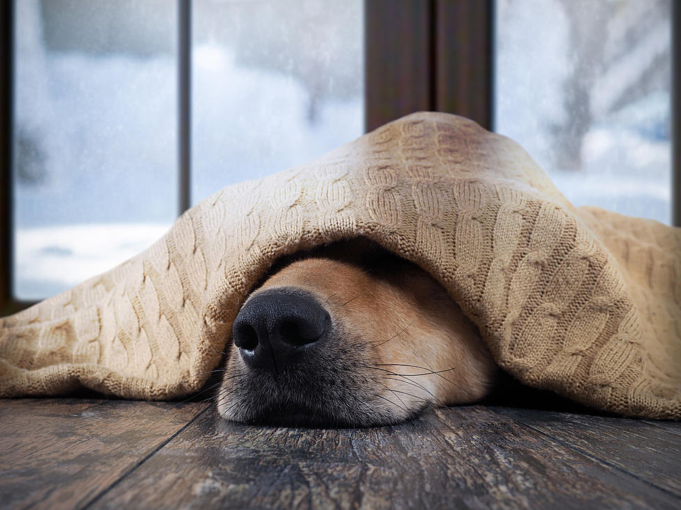 Important Tips To Keep Your Pet Safe During An Amarillo Winter