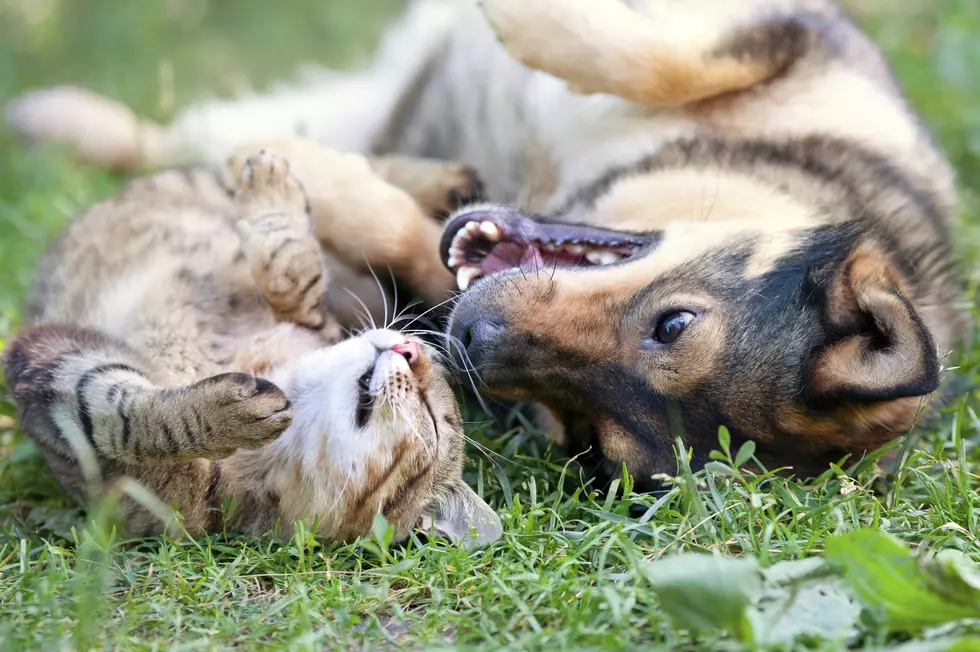 Dogs and Cats Available at the Texas Panhandle Pet Savers