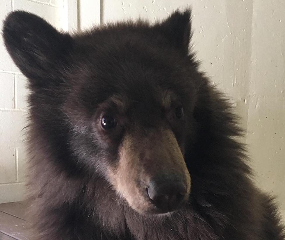 This Bouncing Baby Bear Cub is the Amarillo Zoo’s Newest Addition!
