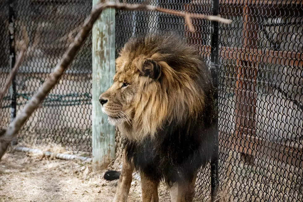 Walk on the Wild Side at the Amarillo Zoo!
