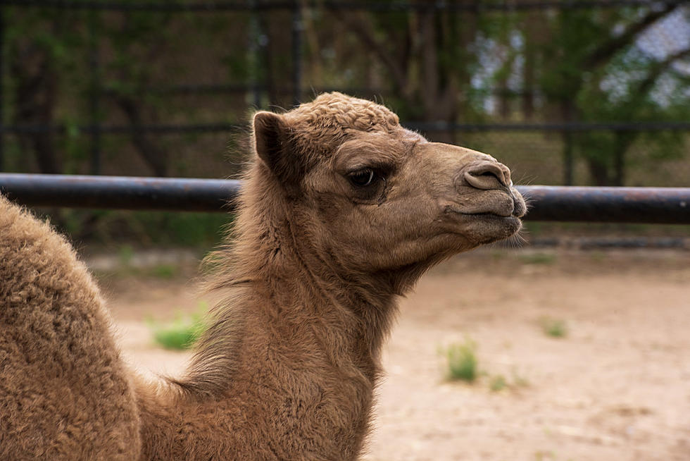 There’s A Baby Camel At The Amarillo Zoo And She Is Adorable