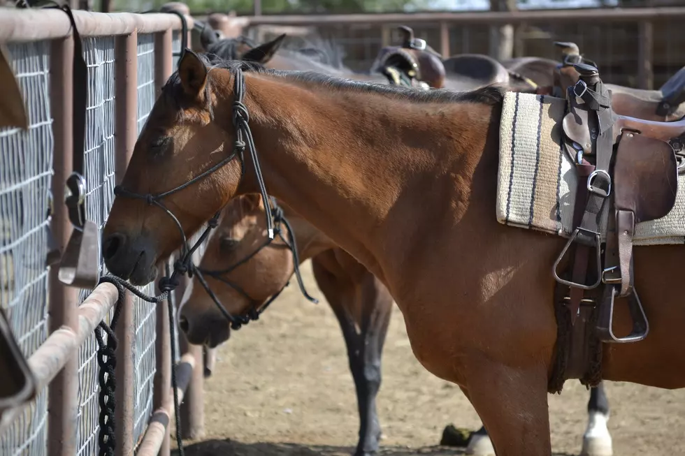 Round Up The Posse, We Got A Saddle Thief On The Loose!