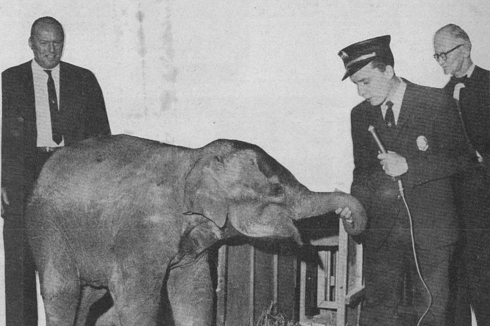 The Mystery of ChanTen, the Amarillo Zoo’s Only Elephant