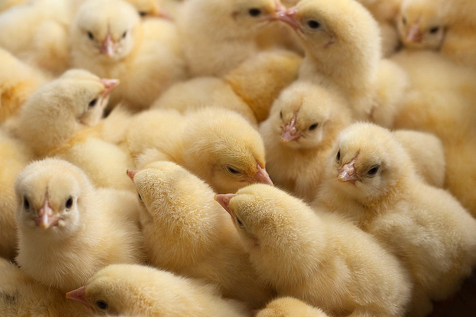 Do You Love Chicks?  Baby Chicks Taking Over Amarillo Feed Stores