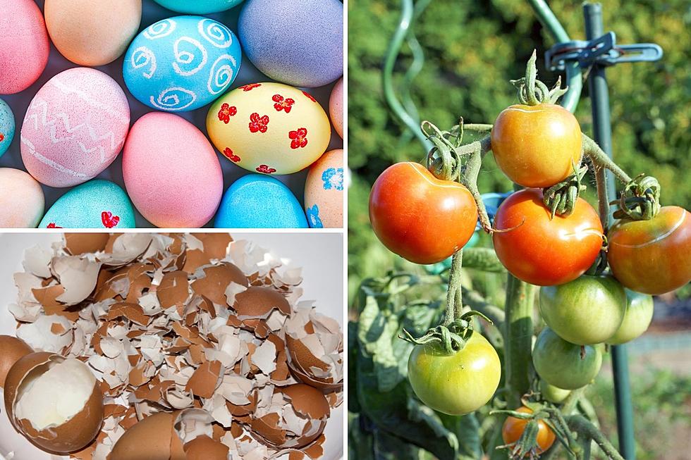Don’t Trash the Easter Eggs!  Shells are Great for Gardening