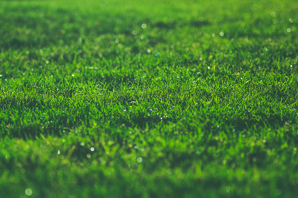 Want Green Grass? Here’s What To Grow In Amarillo.