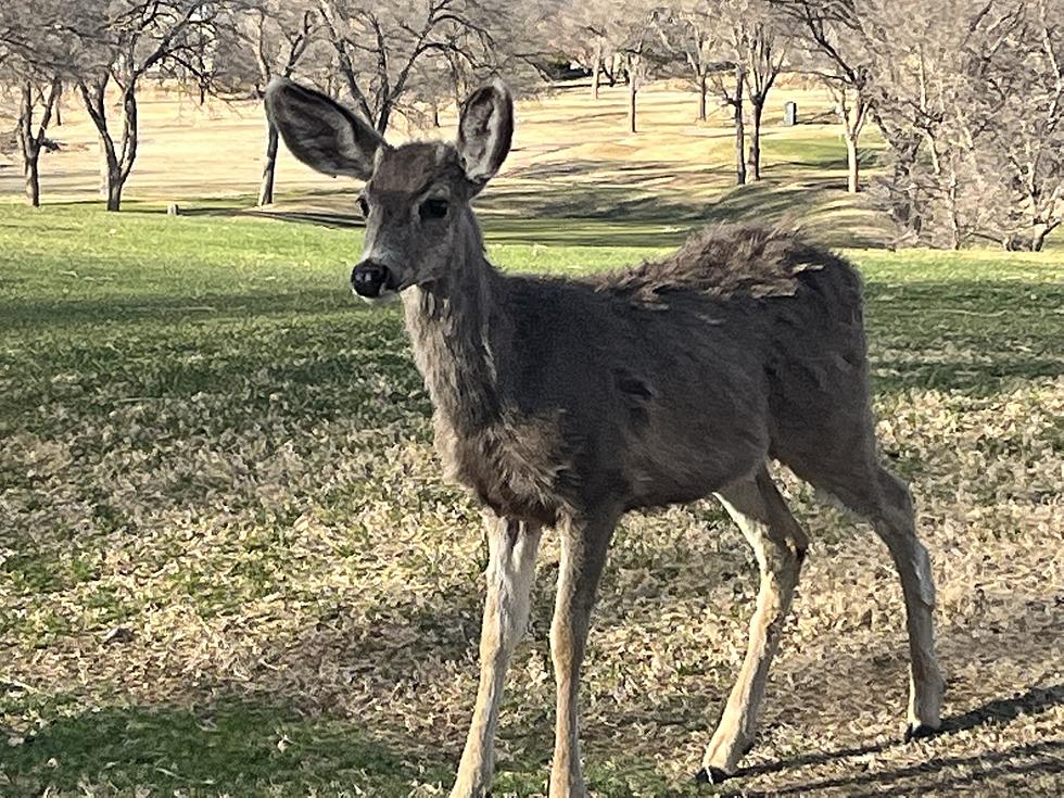 Beautiful Herd of Deer Call Canyon Home