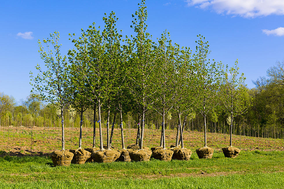Best Locally Owned Businesses to Buy Trees in Amarillo